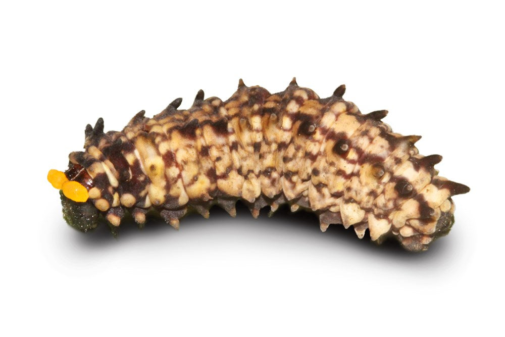 The Book of Caterpillars