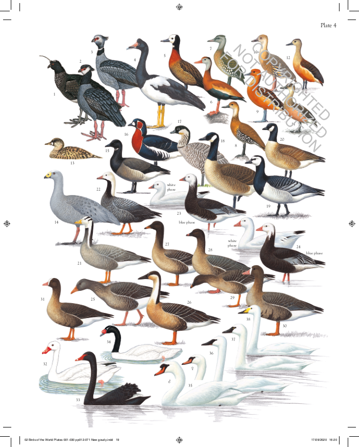 The Complete Birds of the World