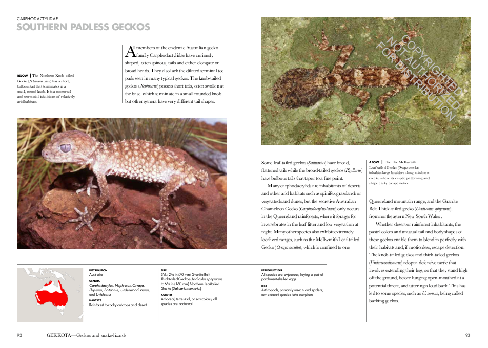 Lizards of the World