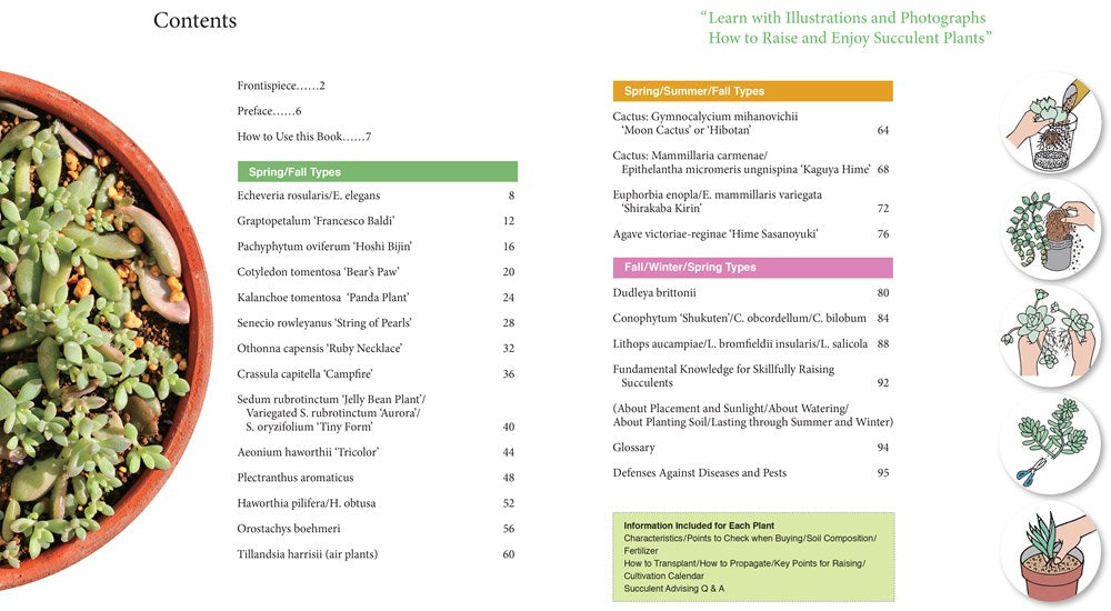 A Beginner's Guide to Succulent Gardening