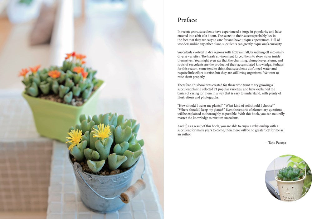 A Beginner's Guide to Succulent Gardening