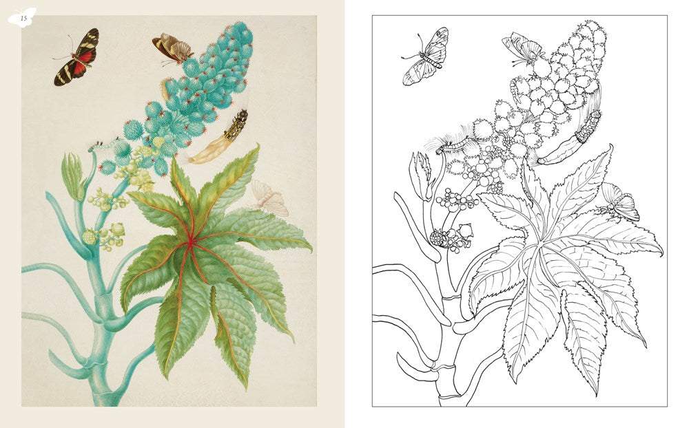 Maria Merian's Butterflies Coloring Book