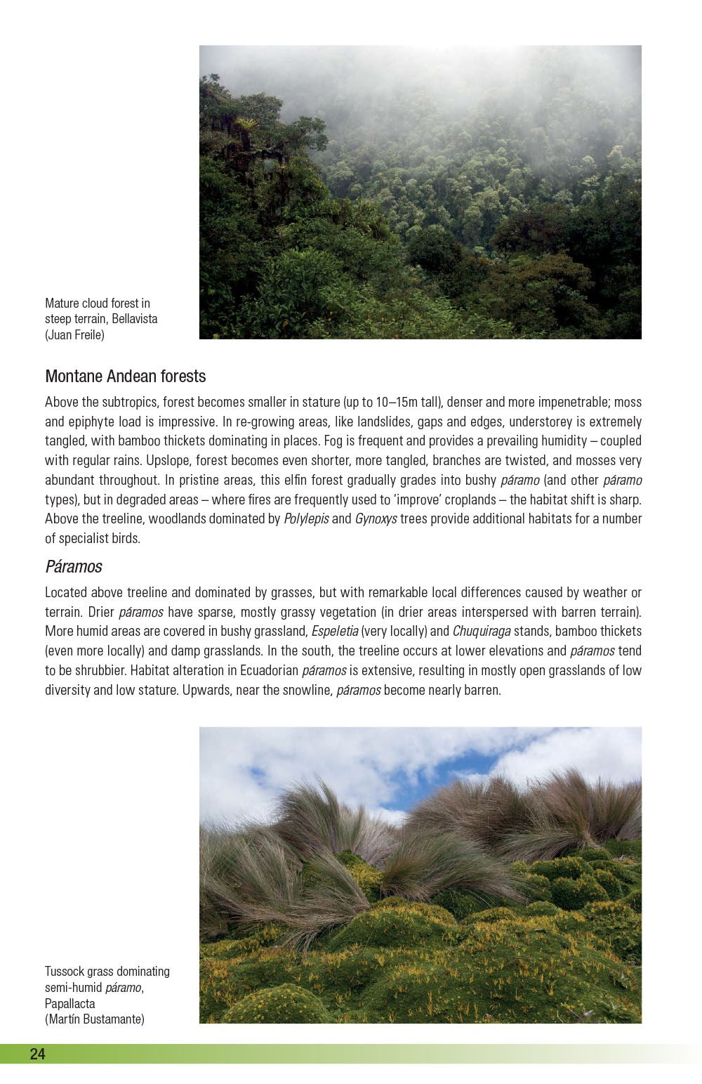 Field Guide to the Birds of Ecuador