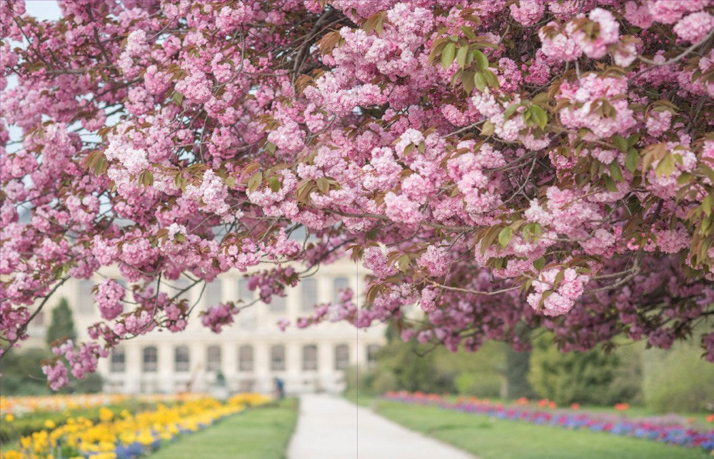 Paris in Bloom