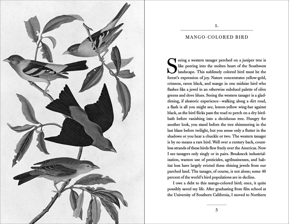 Conversations with Birds