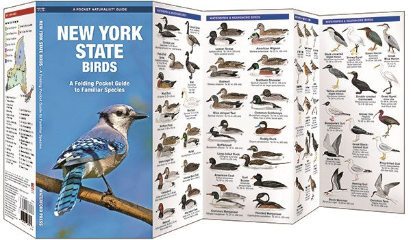New York State Birds