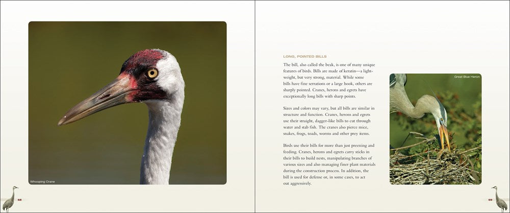 Cranes, Herons & Egrets