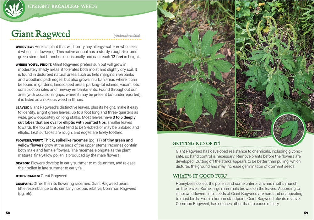 Common Backyard Weeds of the Upper Midwest