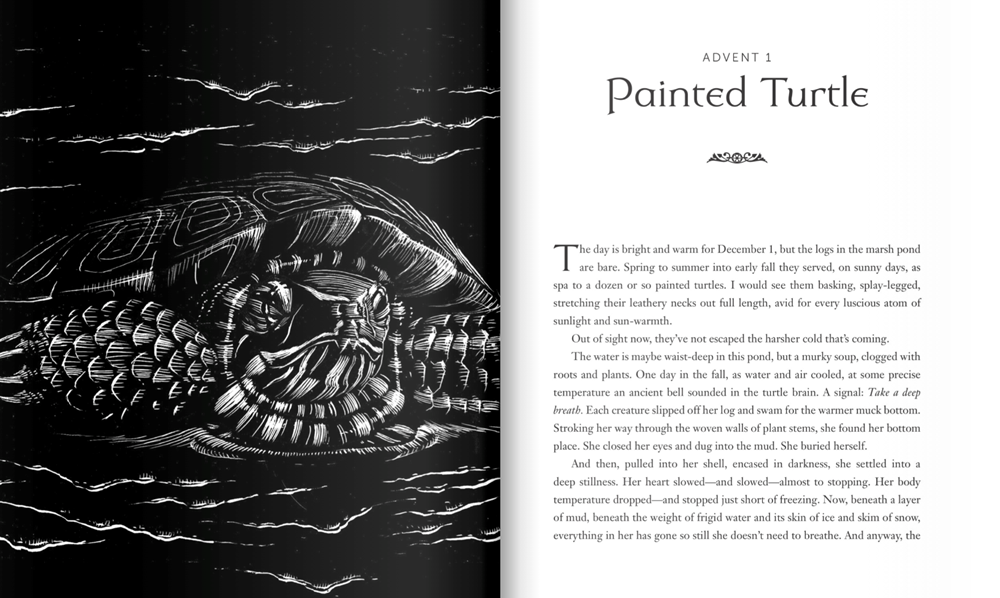 All Creation Waits: The Advent Mystery of New Beginnings