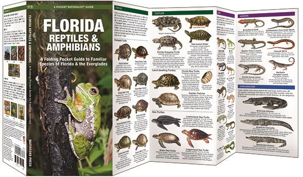 Florida Reptiles & Amphibians