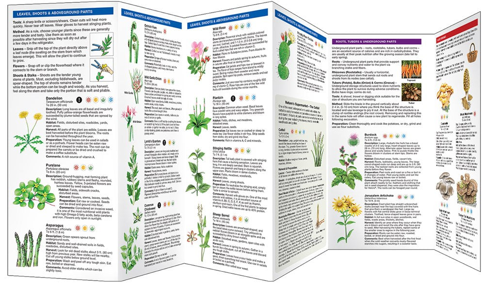 Foraging for Wild Edible Foods