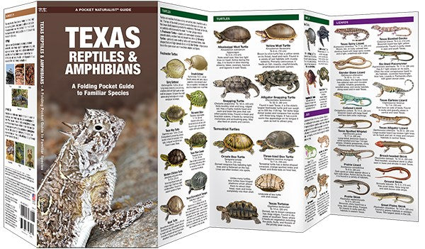 Texas Reptiles & Amphibians