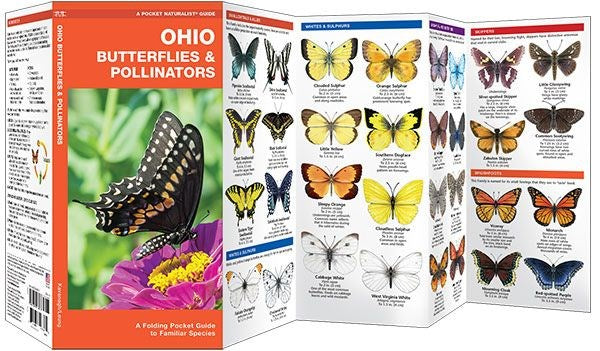 Ohio Butterflies & Pollinators