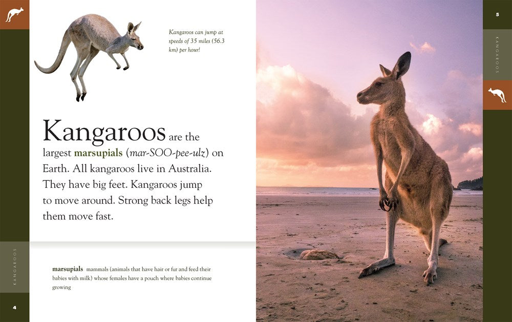 Kangaroos