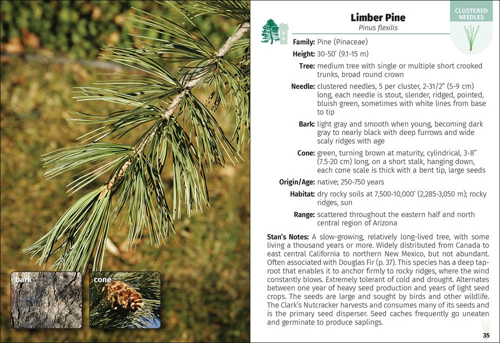 Trees of Arizona Field Guide