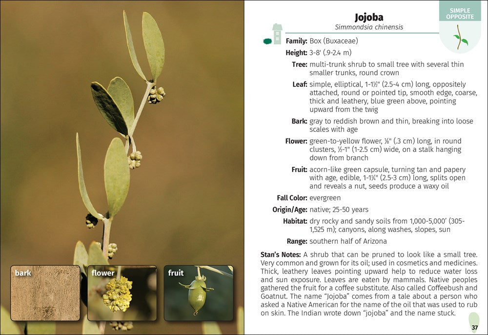 Trees of Arizona Field Guide