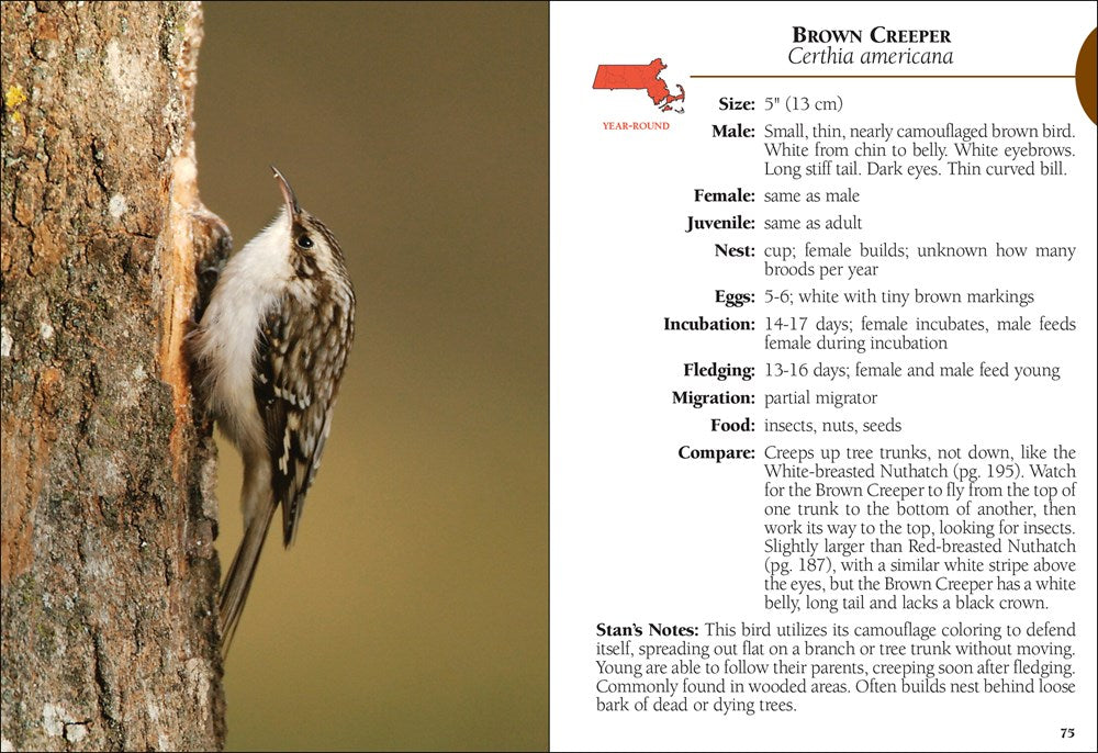 Birds of Massachusetts Field Guide