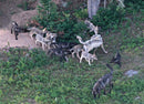 Yellowstone Wolves