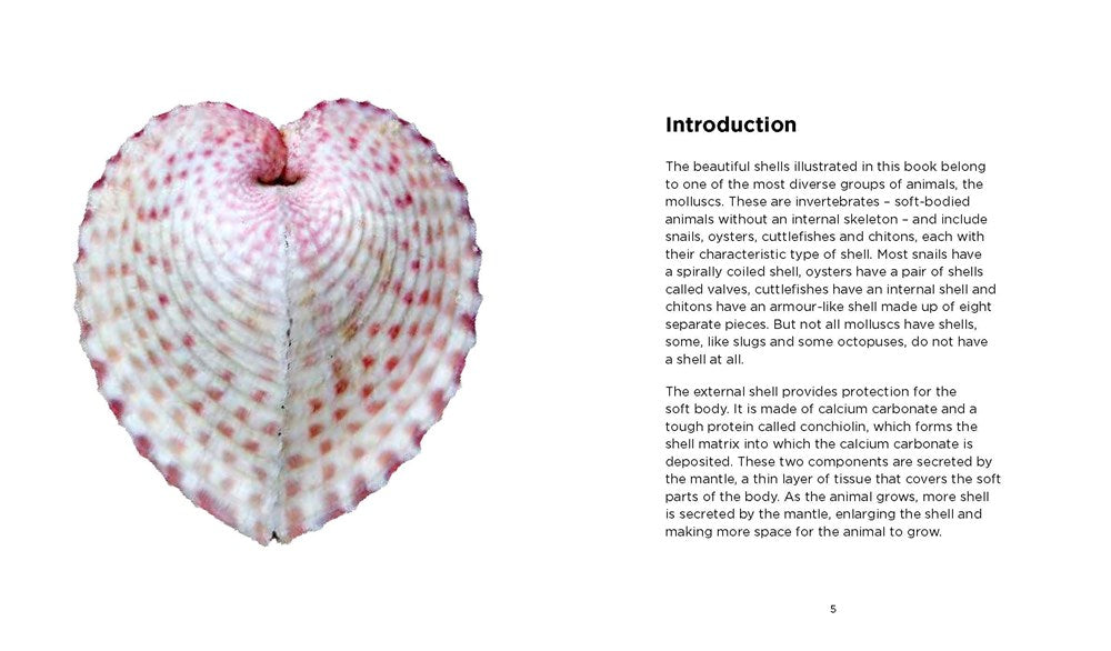 Fascinating Shells