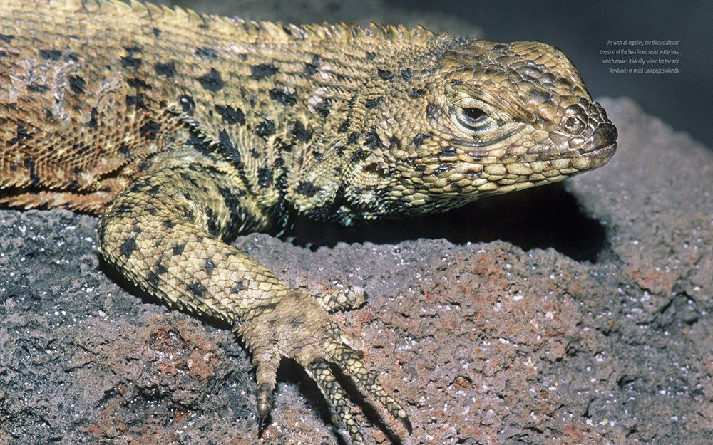 Galapagos