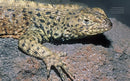 Galapagos