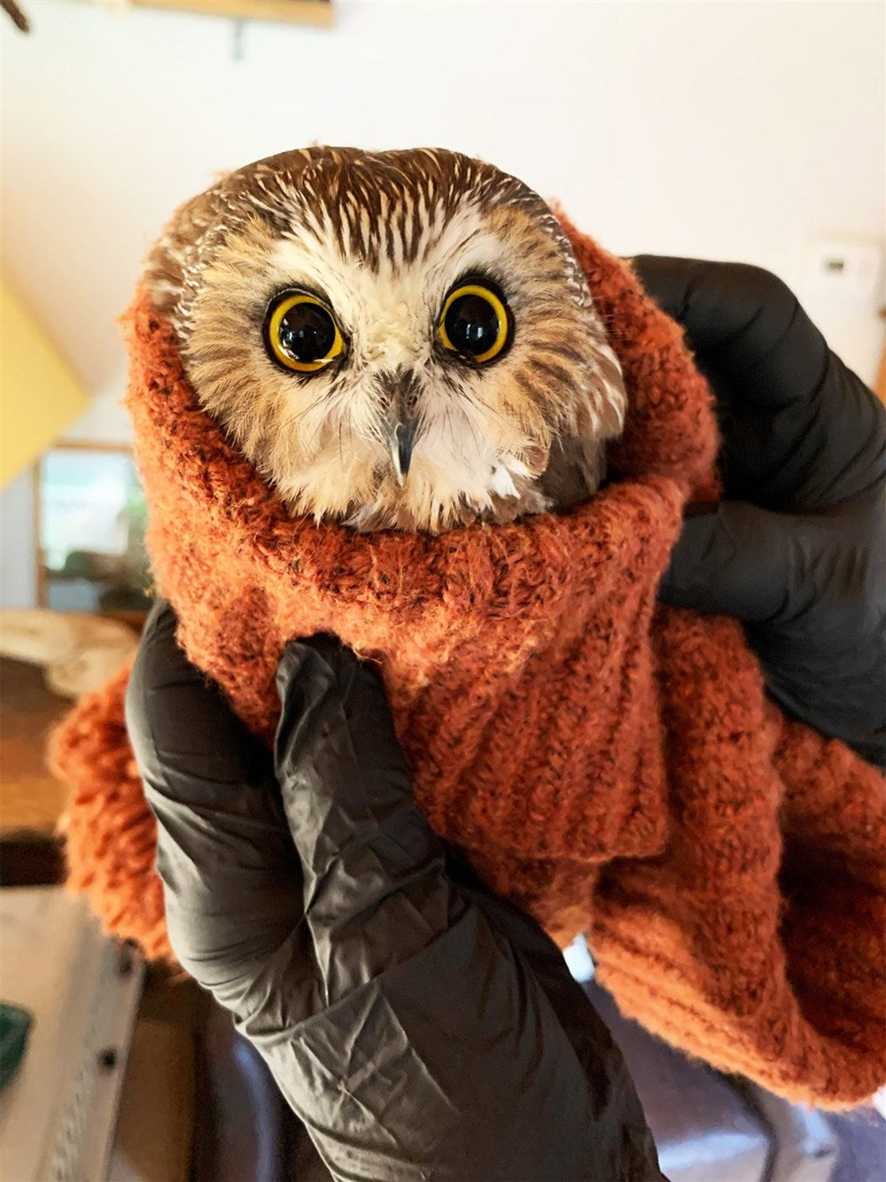 The Christmas Owl