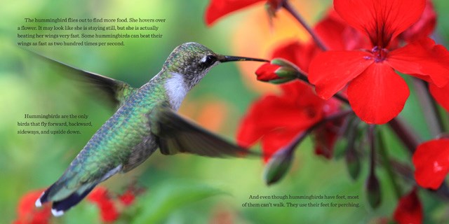 Hummingbirds