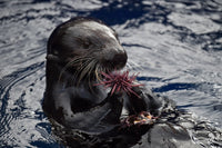 An Immense World: How Animal Senses Reveal the Hidden Realms Around Us