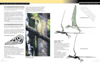 The Princeton Field Guide to Pterosaurs