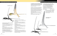 The Princeton Field Guide to Pterosaurs
