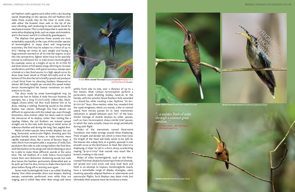 Hummingbirds