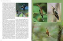 Hummingbirds