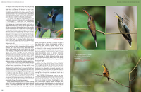 Hummingbirds