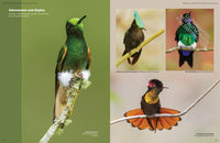 Hummingbirds