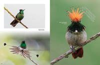 Hummingbirds