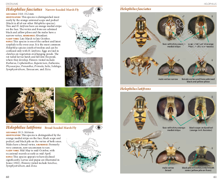 Field Guide to the Flower Flies of Northeastern North America