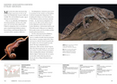 Lizards of the World