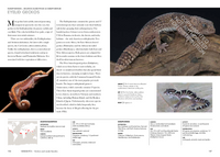 Lizards of the World