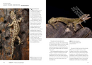 Lizards of the World