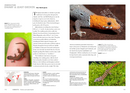 Lizards of the World