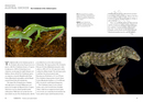 Lizards of the World