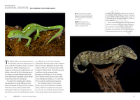 Lizards of the World