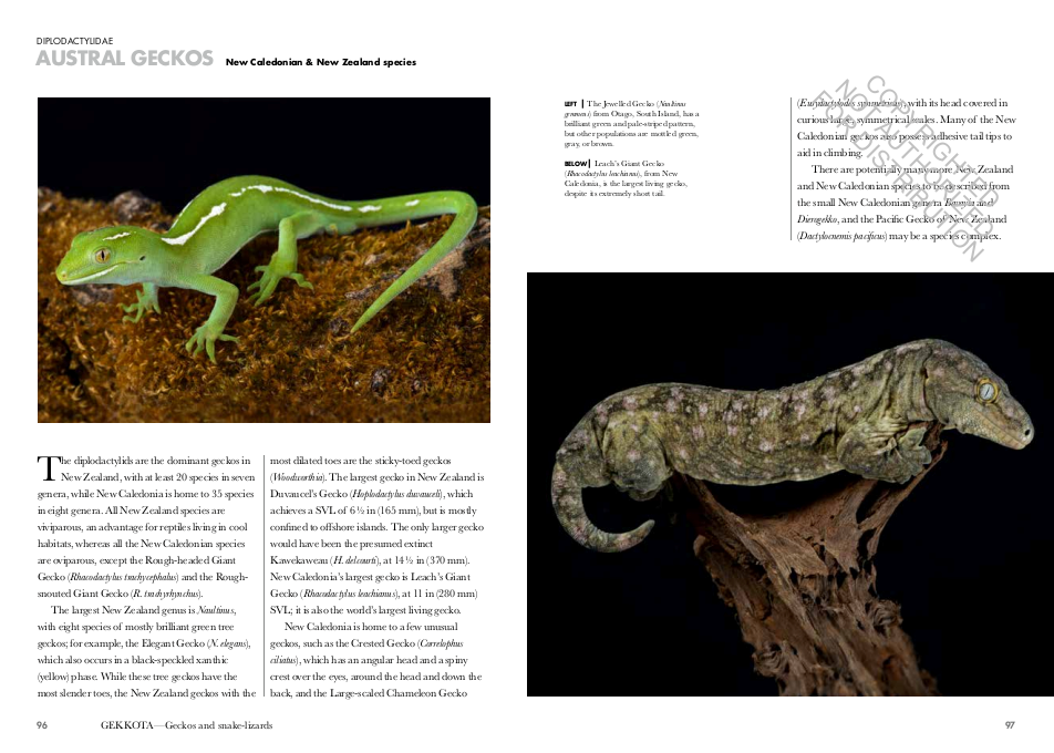 Lizards of the World