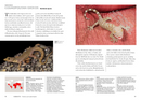 Lizards of the World