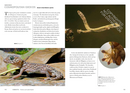 Lizards of the World