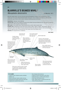 Handbook of Whales, Dolphins, and Porpoises of the World