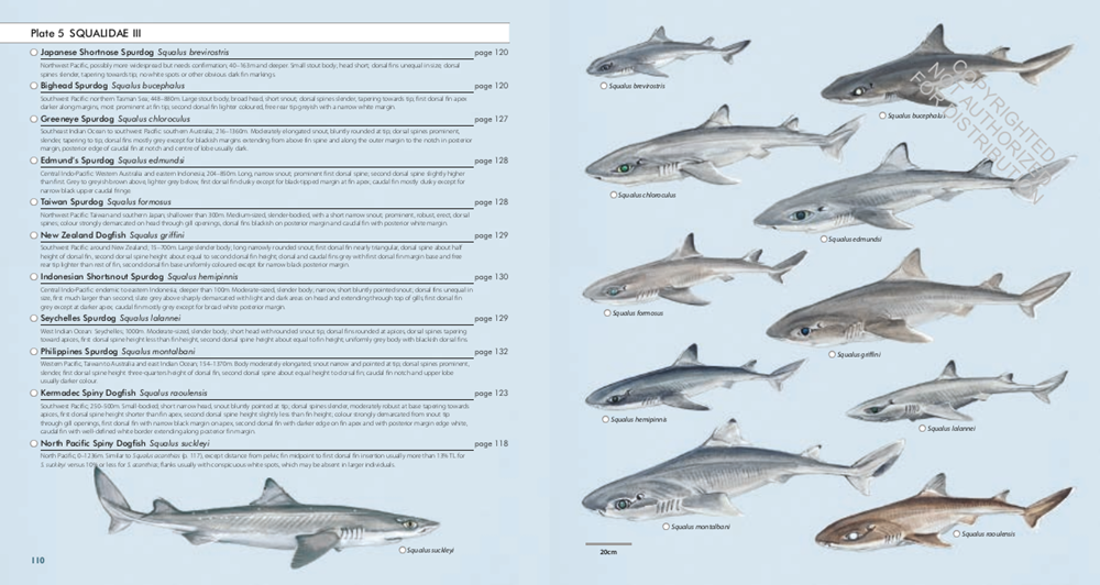 Sharks of the World