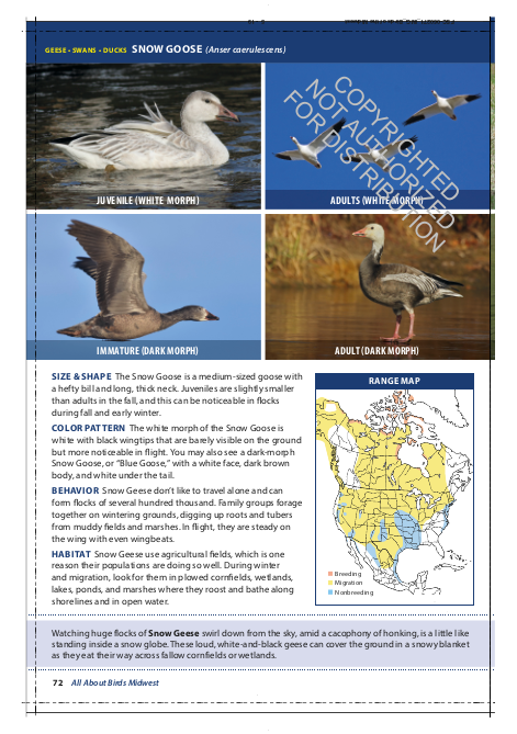 All About Birds Midwest