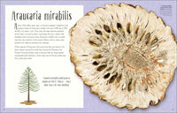 Dinosaurs and Other Prehistoric Life