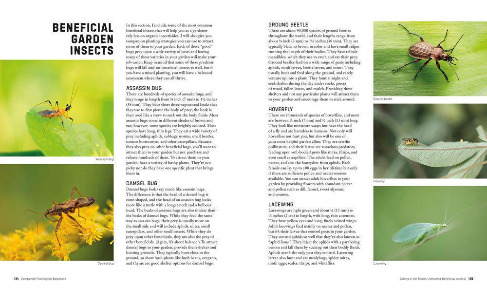 Companion Planting for Beginners: Pair Your Plants for a Bountiful, Chemical-Free Vegetable Garden